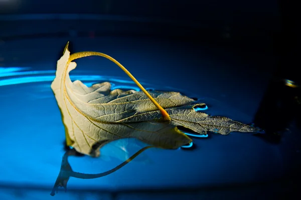 Желтый лист на голубой воде — стоковое фото