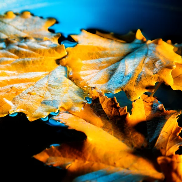 Yellow leaf — Stock Photo, Image