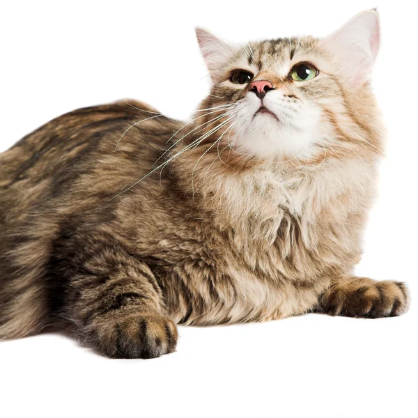 Gatto siberiano — Foto Stock