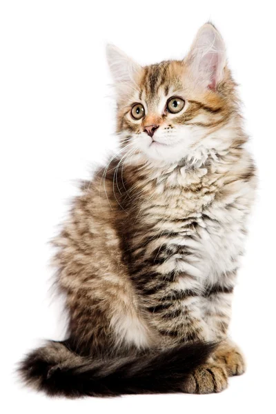 Siberian kitten — Stock Photo, Image