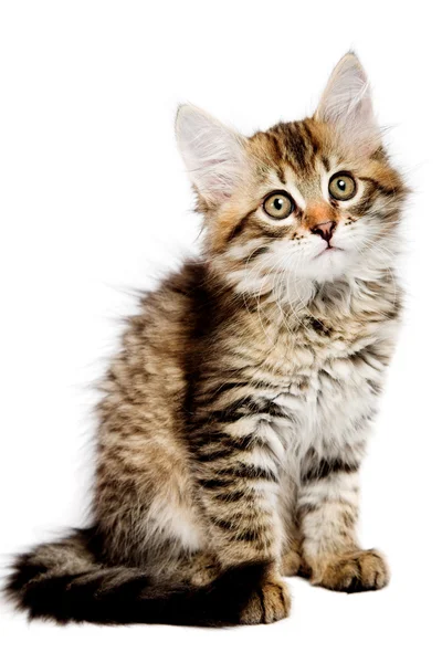 西伯利亚小猫 — 图库照片