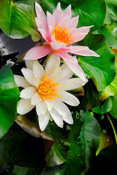 Water lily — Stock Photo, Image