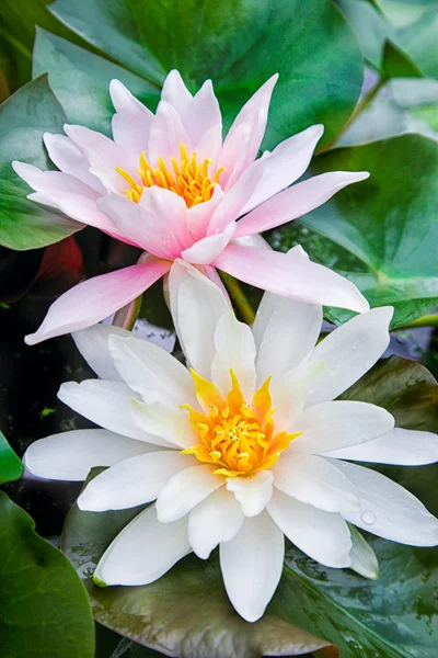 Water lily — Stock Photo, Image