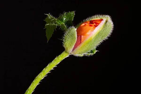 Maková bud — Stock fotografie