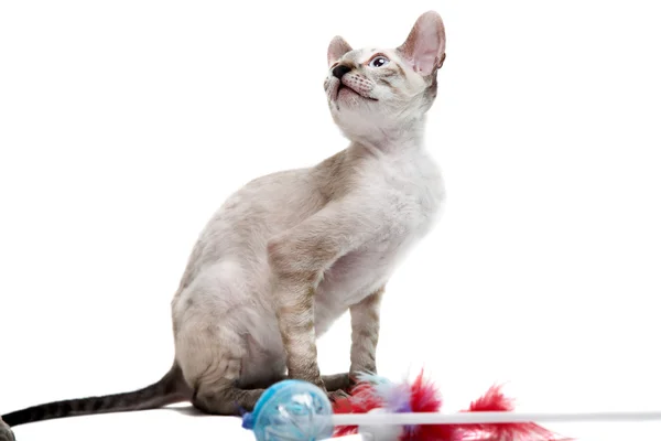 Cornish Rex Ordförande — Stockfoto