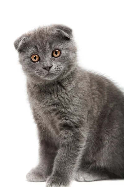 Lop-eared kitten — Stock Photo, Image
