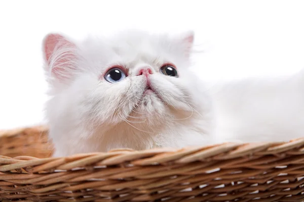 White persian cat — Stock Photo, Image