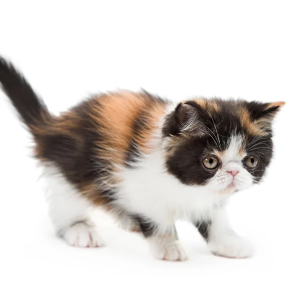 Tortoiseshell persian cat — Stock Photo, Image