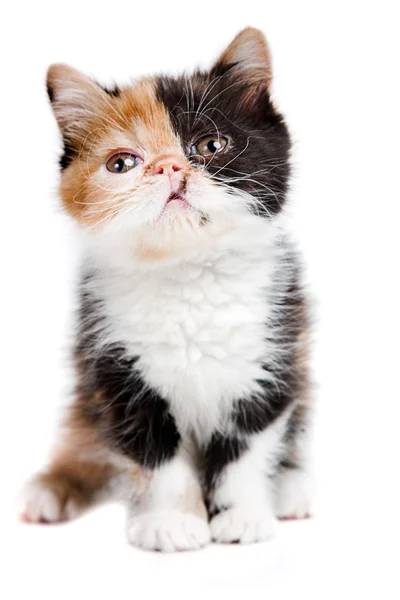 Tortuga gato persa — Foto de Stock