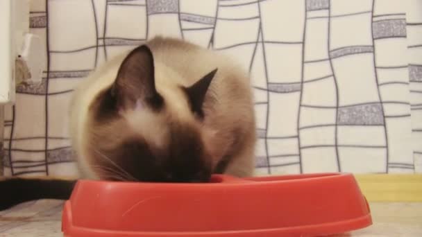 Kucing makan — Stok Video