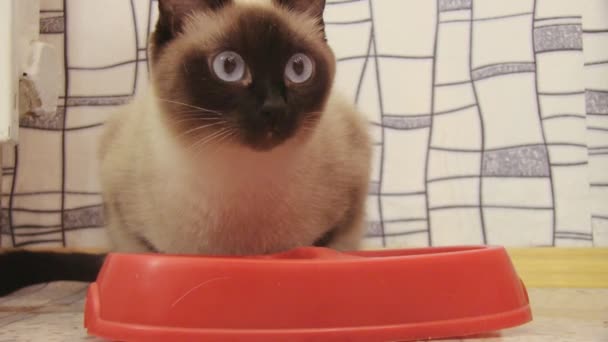 Siamese kat — Stockvideo