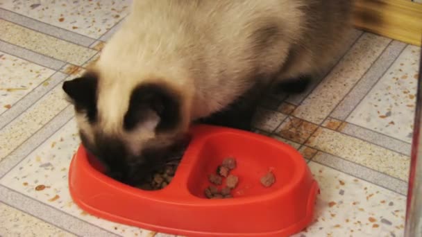Jedzenie kotów — Wideo stockowe