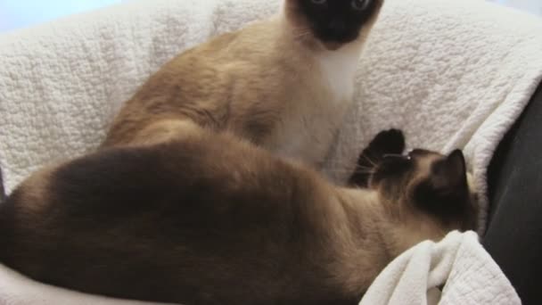 Koty syjamskie — Wideo stockowe