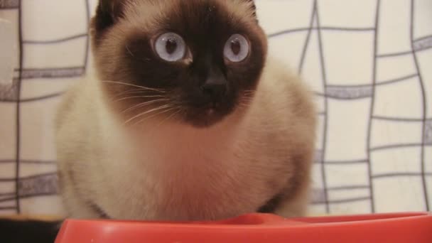 Сіамська кішка — стокове відео
