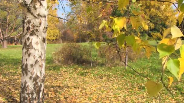Осенний пейзаж — стоковое видео