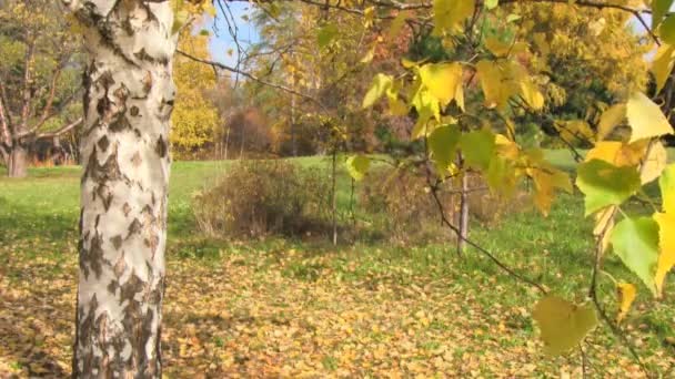 Herfstlandschap — Stockvideo