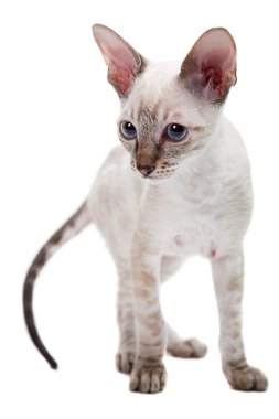 Cornish Rex