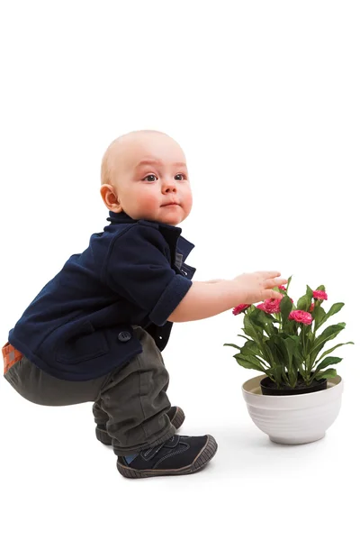 Niño con planta de la casa — Foto de Stock