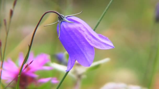 초 롱 꽃 속 persicifolia (복숭아 잎이 달린 도라지) — 비디오