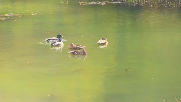 Anatre che nuotano nel lago — Video Stock