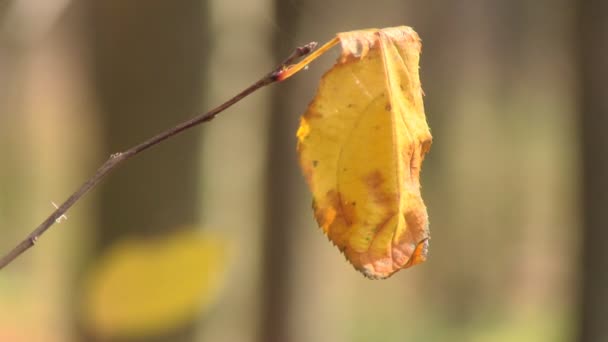 Увядший лист, раскачивающийся на ветру — стоковое видео