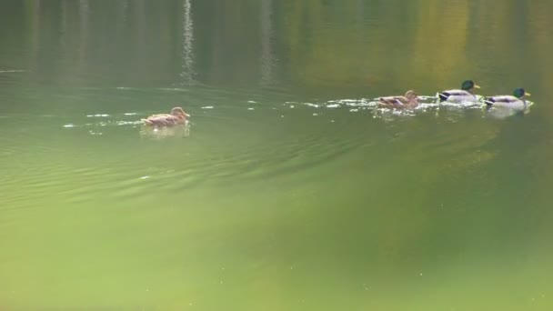 Patos flotando en el agua — Vídeo de stock