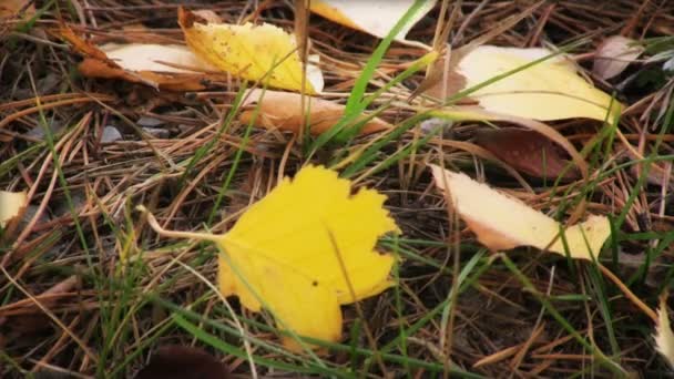 Fallen leaves tremble in the wind — Stock Video