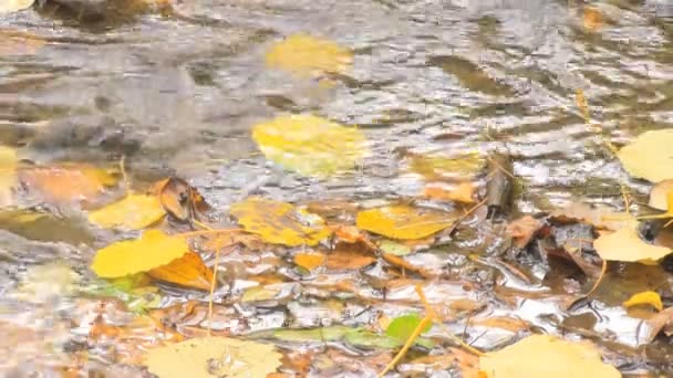 Wasser läuft über die herabgefallenen Blätter — Stockvideo