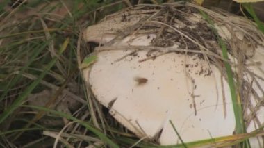 böcek üzerinde mantar orman