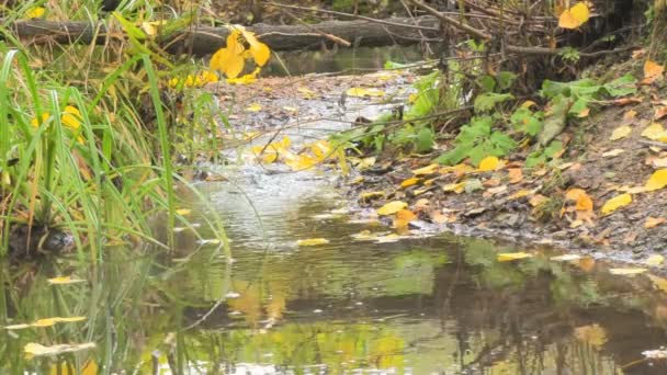 Mooie herfst rivier in een rustige vroeg in de ochtend — Stockvideo