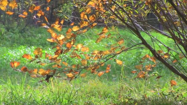 Feuilles d'automne sur le fond naturel — Video