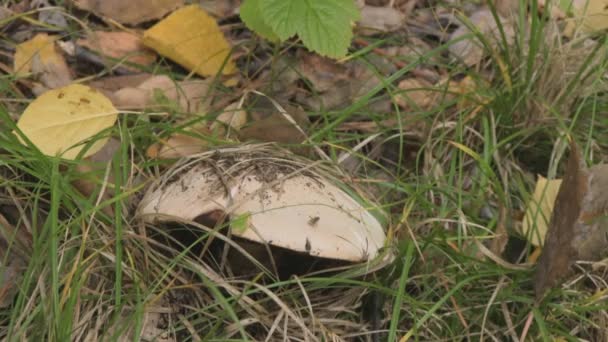 Insectos en el hongo en el bosque — Vídeos de Stock