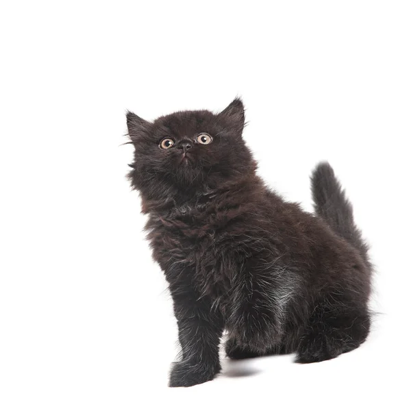 Black british kittens — Stock Photo, Image