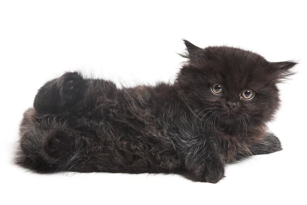 Negro británico gatitos — Foto de Stock