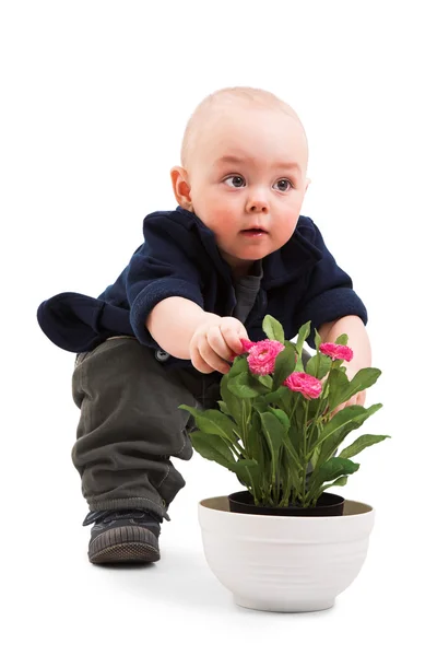 Niño con planta de la casa —  Fotos de Stock