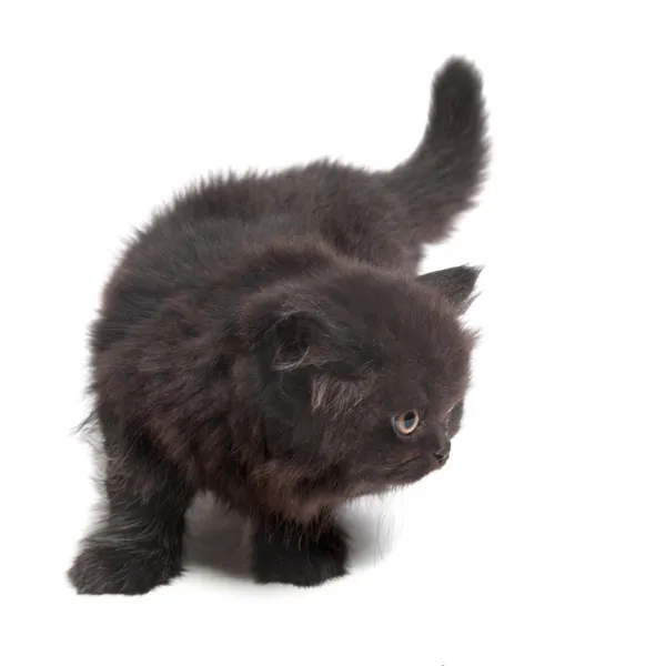 Чорний Британський кошенят — стокове фото