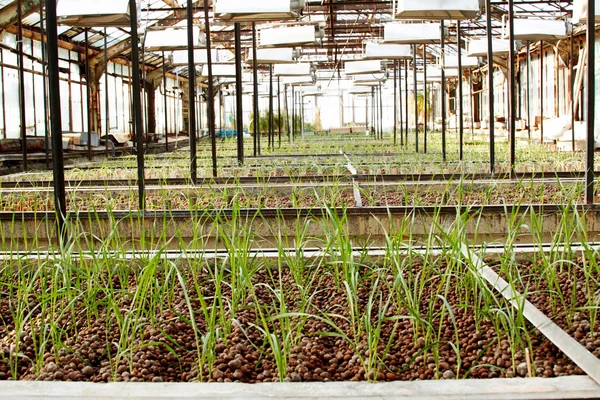 Greenhouse — Stock Photo, Image