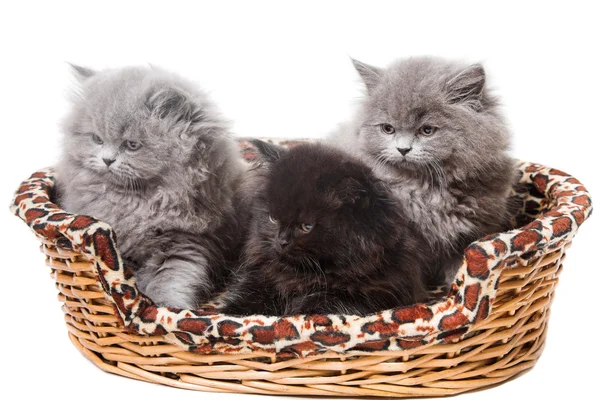 British kittens — Stock Photo, Image