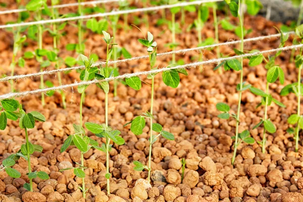 Greenhouse — Stock Photo, Image