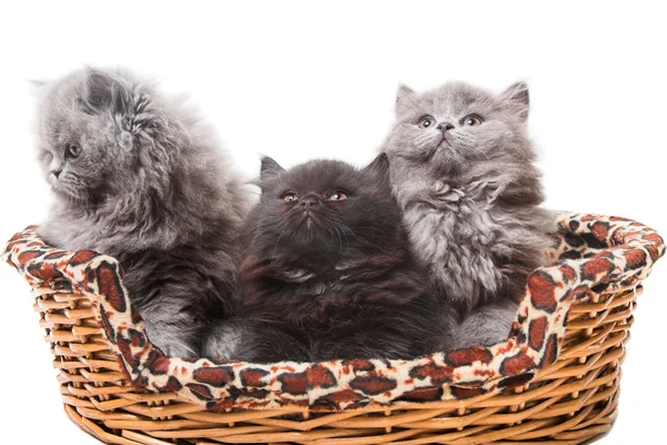 British kittens — Stock Photo, Image