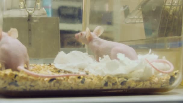 Ratón de laboratorio — Vídeo de stock