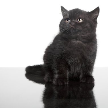 İngiliz siyah yavru kedi