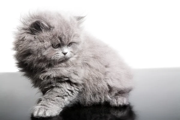 British kitten — Stock Photo, Image