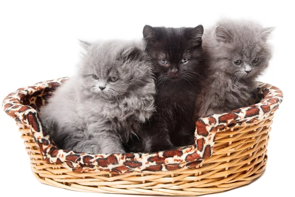 British kittens — Stock Photo, Image