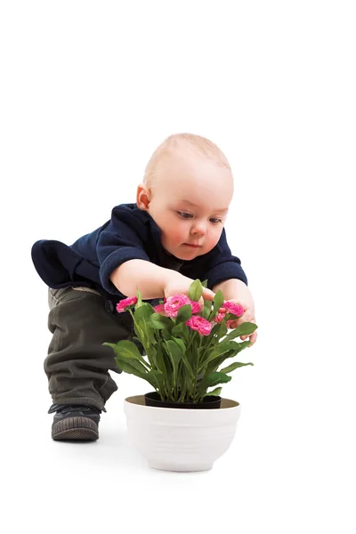 Niño con planta de la casa — Foto de Stock