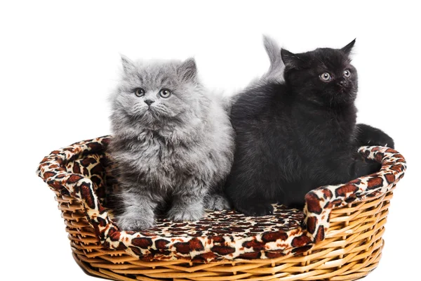 British kittens — Stock Photo, Image