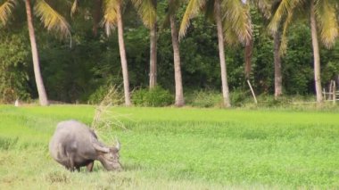Mera alanında buffalo