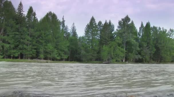 Fluss im Wald — Stockvideo