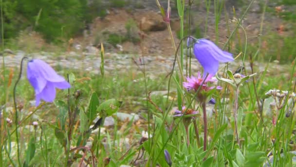 초 롱 꽃 속 persicifolia (복숭아 잎이 달린 도라지) — 비디오