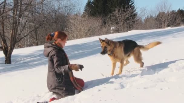 冬の国で犬と美しさの女性 — ストック動画